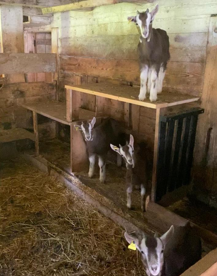 Schlafen Im Fass - Schlaffass - Abenteuer - Romantik - Haslifass Farm stay *